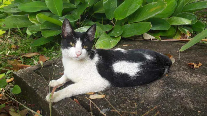 Gato raça Srd idade 7 a 11 meses nome Hanna