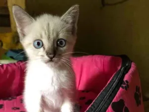 Gato raça Srd idade 2 a 6 meses nome Vivi