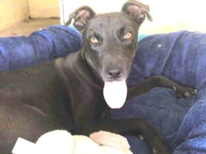 Cachorro raça Srd idade 7 a 11 meses nome Dudi 