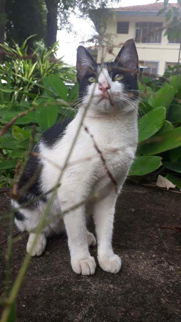 Gato raça Srd idade 7 a 11 meses nome Hanna