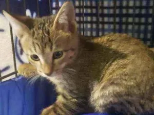 Gato raça Srd idade 2 a 6 meses nome Léo