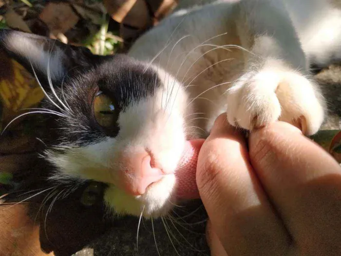 Gato raça Srd idade 7 a 11 meses nome Hanna
