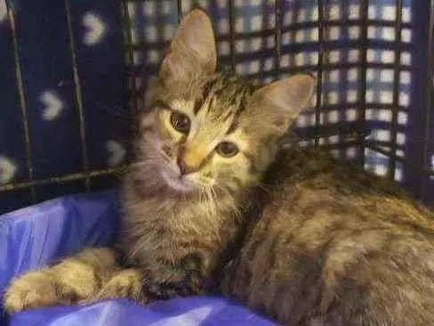 Gato raça Srd idade 2 a 6 meses nome Lui