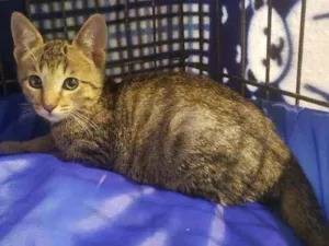 Gato raça Srd idade 2 a 6 meses nome Léo