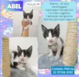 Abel