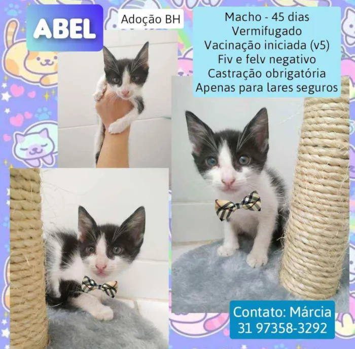 Gato raça Srd idade Abaixo de 2 meses nome Abel
