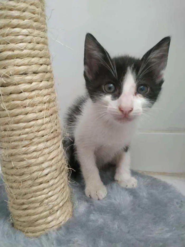 Gato raça Srd idade Abaixo de 2 meses nome Abel
