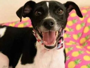Cachorro raça SRD-ViraLata idade 2 anos nome Chico