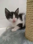 Abel