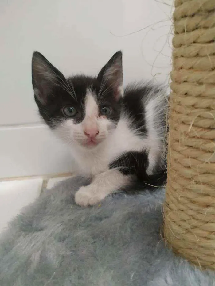 Gato raça Srd idade Abaixo de 2 meses nome Abel