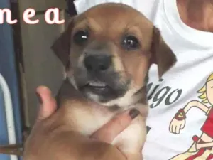 Cachorro raça SRD-ViraLata idade Abaixo de 2 meses nome Marronzinha