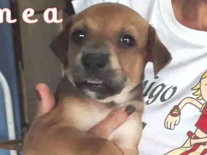 Cachorro ra a SRD-ViraLata idade Abaixo de 2 meses nome Marronzinha