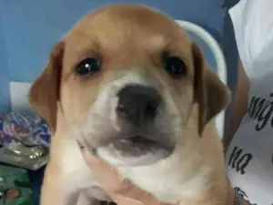 Cachorro raça SRD-ViraLata idade Abaixo de 2 meses nome Caramelinda