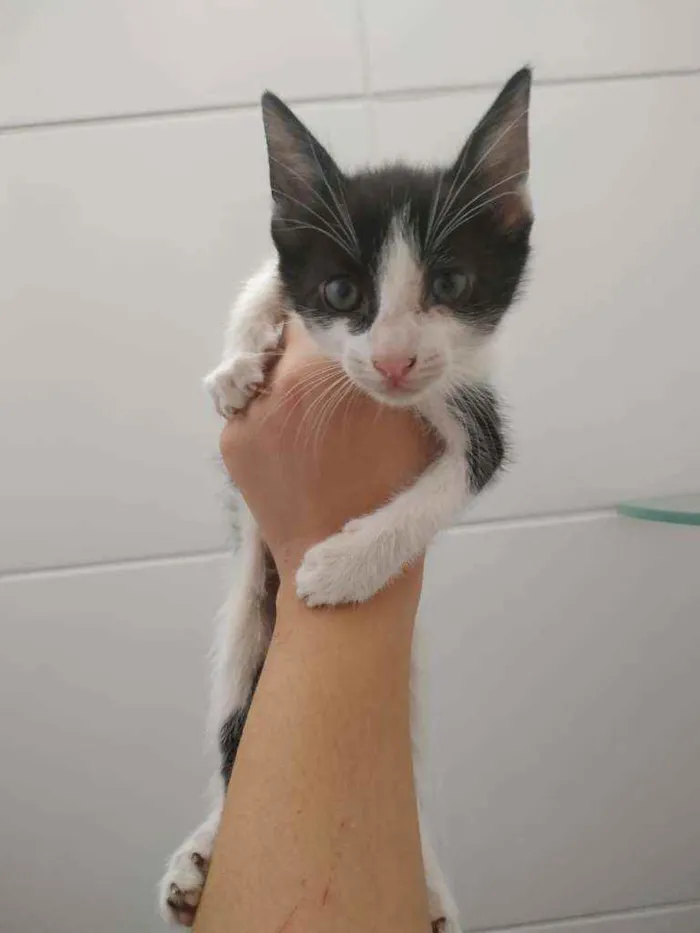Gato raça Srd idade Abaixo de 2 meses nome Abel