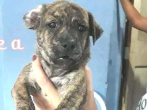 Cachorro raça SRD-ViraLata idade Abaixo de 2 meses nome RajaBlack
