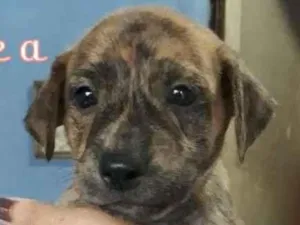 Cachorro raça SRD-ViraLata idade Abaixo de 2 meses nome Rajamel