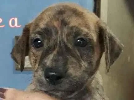 Cachorro ra a SRD-ViraLata idade Abaixo de 2 meses nome Rajamel