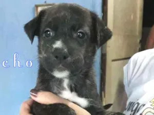 Cachorro raça SRD-ViraLata idade Abaixo de 2 meses nome MichaelJackson