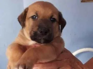 Cachorro raça SRD-ViraLata idade Abaixo de 2 meses nome Melo