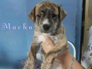 Cachorro raça SRD-ViraLata idade Abaixo de 2 meses nome Raj