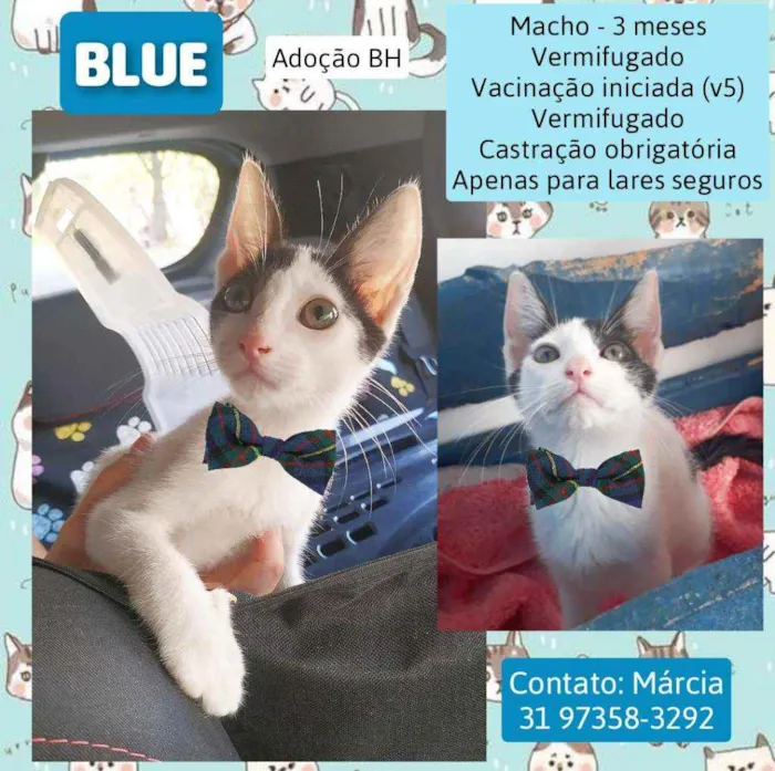 Gato raça Srd idade 2 a 6 meses nome Blues