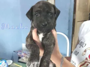 Cachorro raça SRD-ViraLata idade Abaixo de 2 meses nome WillSmith