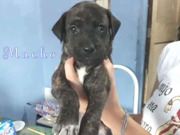 Cachorro ra a SRD-ViraLata idade Abaixo de 2 meses nome WillSmith