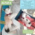 Alfafa 