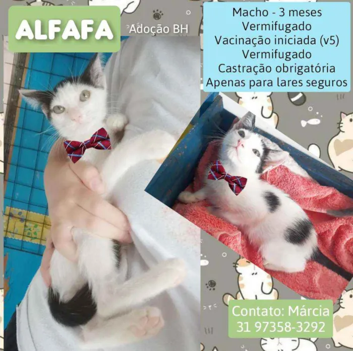 Gato raça Srd idade 2 a 6 meses nome Alfafa 