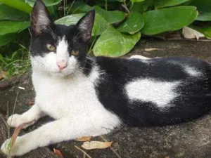 Gato raça Srd idade 7 a 11 meses nome Hanna