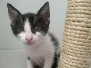 Gato raça Srd idade Abaixo de 2 meses nome Abel