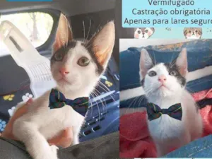 Gato raça Srd idade 2 a 6 meses nome Blues