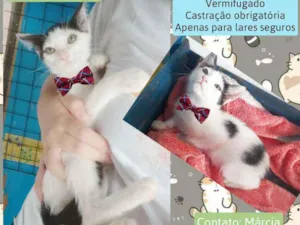 Gato raça Srd idade 2 a 6 meses nome Alfafa 