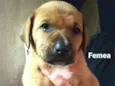 Cachorro raça  idade Abaixo de 2 meses nome Filhotes Solange 