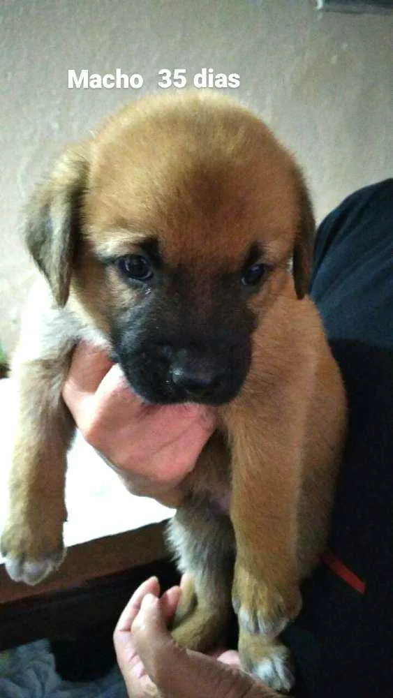 Cachorro raça  idade Abaixo de 2 meses nome Filhotes Solange 