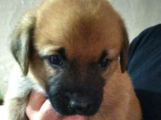 Cachorro raça  idade Abaixo de 2 meses nome Filhotes Solange 