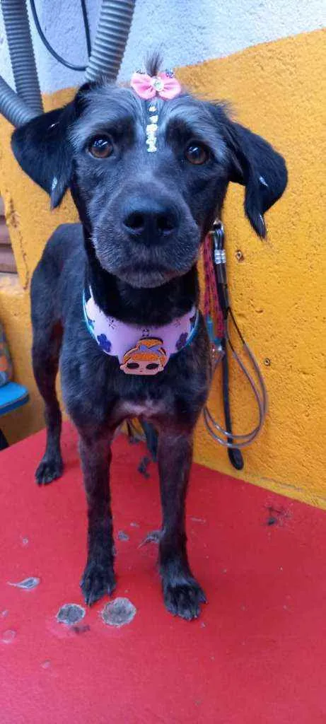 Cachorro raça  idade 2 anos nome Nina 