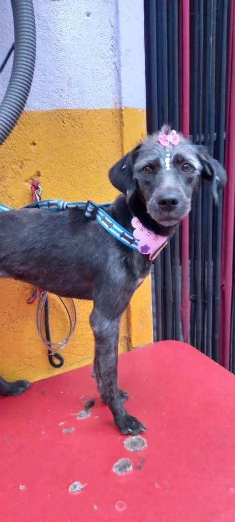 Cachorro raça  idade 2 anos nome Nina 