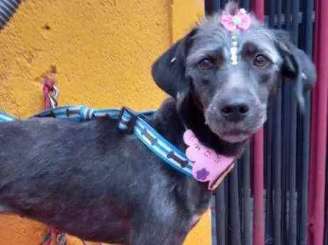 Cachorro raça  idade 2 anos nome Nina 