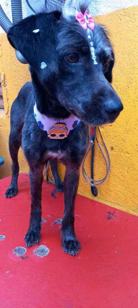 Cachorro raça  idade 2 anos nome Nina 