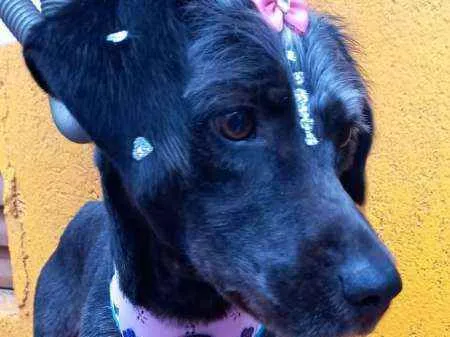 Cachorro raça  idade 2 anos nome Nina 