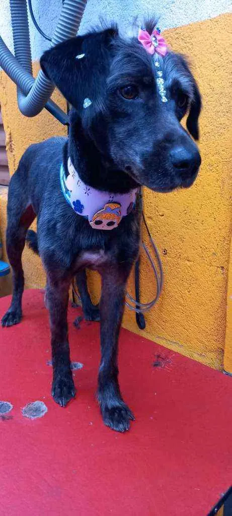 Cachorro raça  idade 2 anos nome Nina 