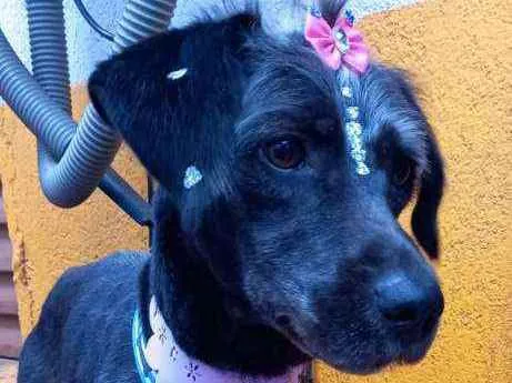 Cachorro raça  idade 2 anos nome Nina 