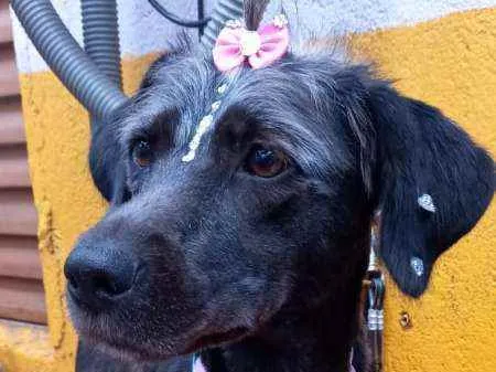 Cachorro raça  idade 2 anos nome Nina 