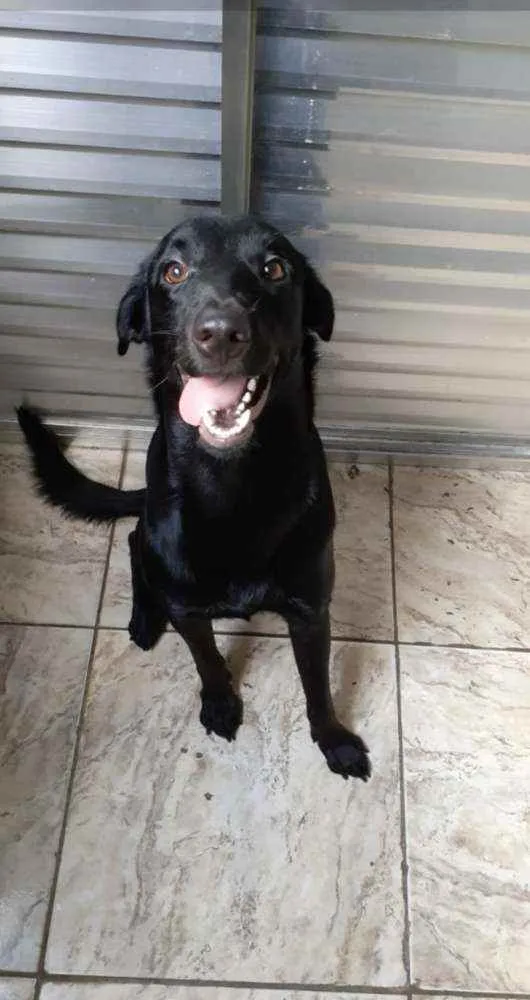 Cachorro ra a Labrador  idade 1 ano nome Lorenzo