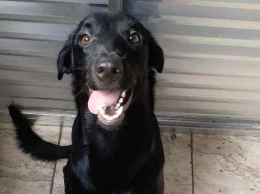 Cachorro ra a Labrador  idade 1 ano nome Lorenzo