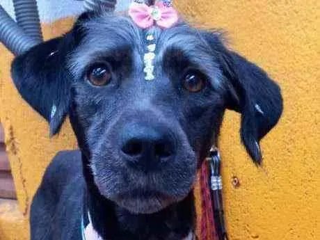 Cachorro raça  idade 2 anos nome Nina 