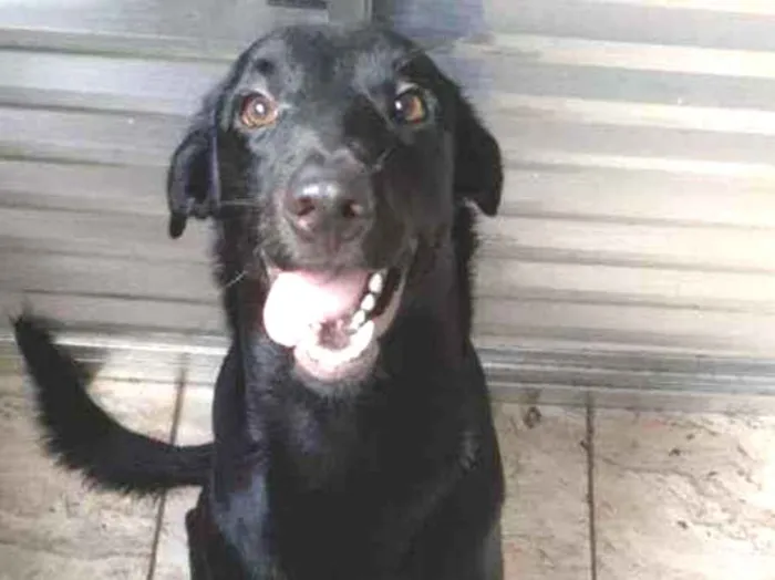 Cachorro ra a Labrador  idade 1 ano nome Lorenzo