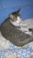 Mel