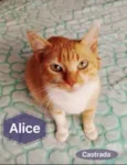 Alice linda gatinha
